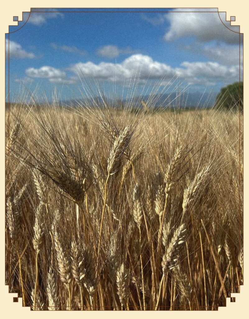 Campo di grano nella terra del grano, Sardegna