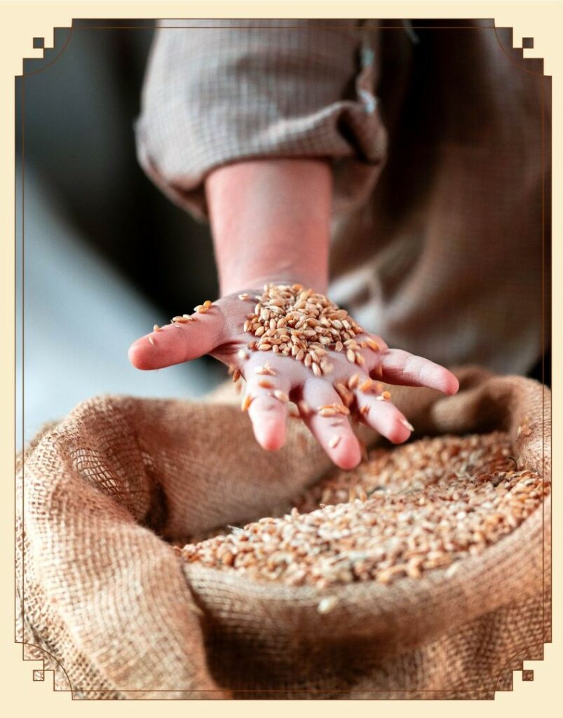 Chicchi di grano duro sardo
