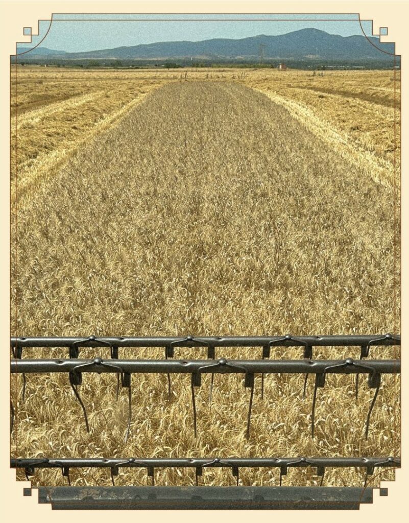Grano duro sardo filiera Ercole Punto Zero