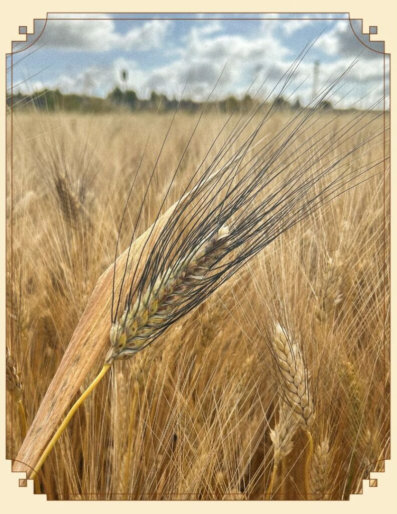Spiga di grano sardo