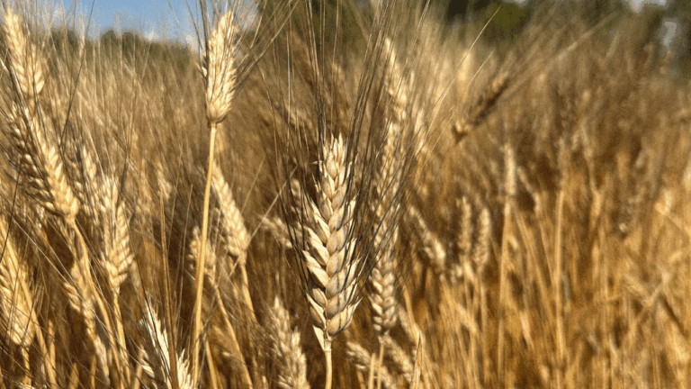 Campo di grano duro in Sardegna