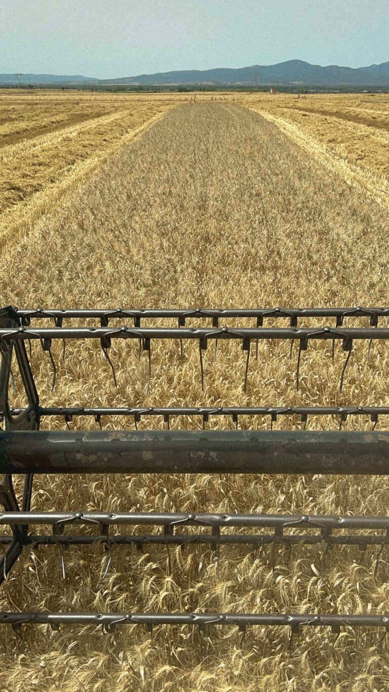 grano duro sardo filiera ercole punto zero