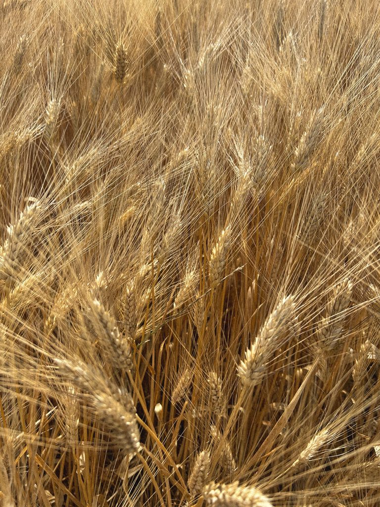 filiera Ercole punto zero grano sardo