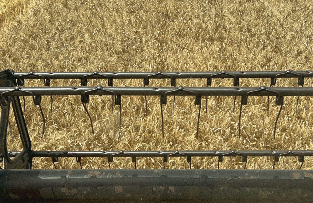 grano duro sardo filiera ercole punto zero