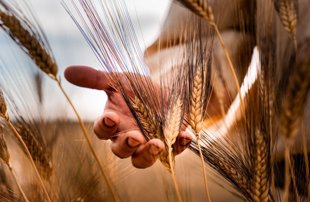 Campo di grano nella terra del grano, Sardegna