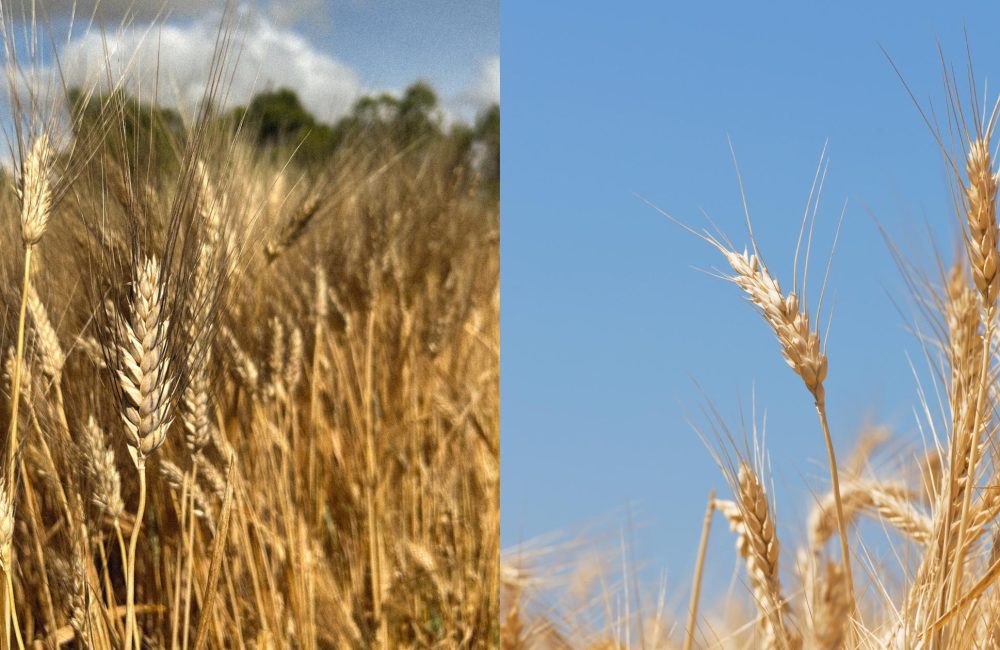 differenze grano duro e grano tenero