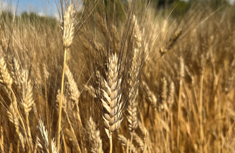 Campo di grano duro in Sardegna